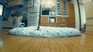 And in the long jump, it's Mr. Binky with a new world record! GIF found on kotaku.