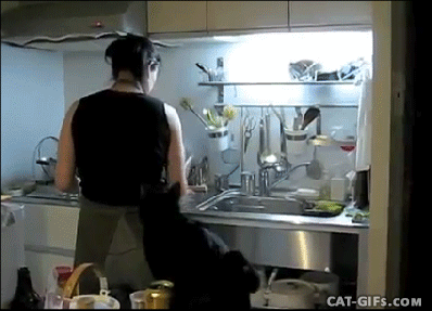 Hey, Mom, let me help ... uh ... clean the floor for you ... ow ... GIF found on cat-gifs.