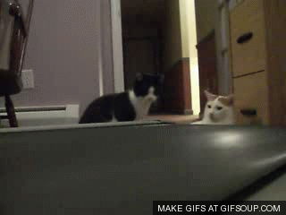 Should I try out the treadmill? No, you should get the hell out of my face! GIF found on gifsoup.