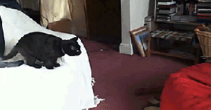 I need to relax ... GIF found on meowgifs.