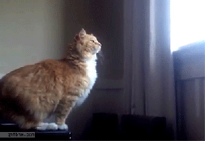 Wait ... did that bird just moon me?? I'll get 'im! GIF found on giphy.