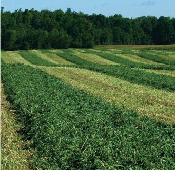 This kind of swath (strictly agricultural) I can deal with. Image found on Sharpe Farm Supplies.