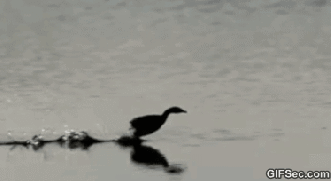 Sorry, gotta run away from all this "lame duck" crap ... GIF found on gifsec.