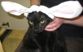 You'll be drawing back a bloody nub in 3 ... 2 ... 1. Image found on paperblog.