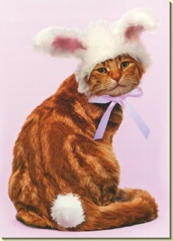 Yeah, I know I'm adorable ... and this fluffy bunny tail will look adorable crammed down your throat. Image found on BuzzFeed.