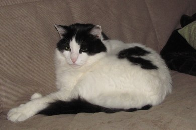 Do you really think all I do is tear up the couch? I also sleep and groom myself on it, thankyouverymuch!