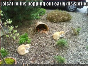 The blooms are so pretty! Image found on The Eco Cat Lady Speaks.