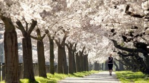 What is that scent? Is it ... carcass? Image found on stuff.co.nz.