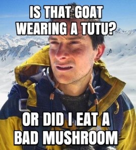 It's a goat, dude, and it's frickin' adorable. Image found on Dark Meme.