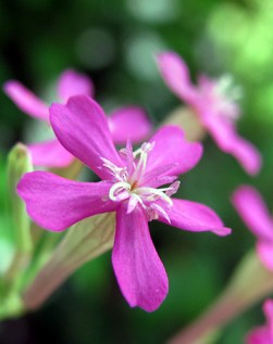 Catchfly is a cute little wildflower, but I've never caught a fly with it ... slacker ...