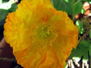 Is this a poppy or the sun?