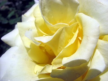 This rose bush is no more ... but it had problems. Still ...