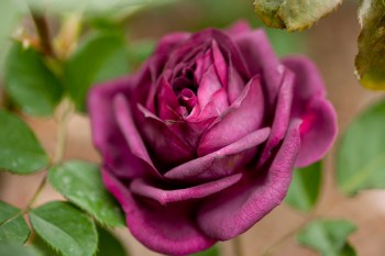 Yep, that's pretty much the color of my bruise right now. Ebb Tide rose image found on New York Botanical Garden Plant Talk blog.