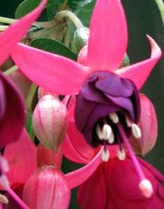 Hummingbirds love fuschia, reportedly. I guess I'll find out.