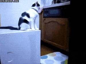 Start a fight, then sit back and watch the carnage ... the life of a troll is so hard. GIF found on giphy.