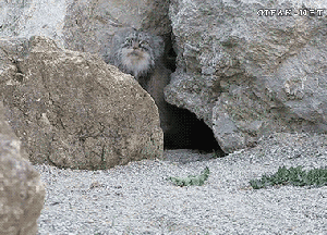 Wait! I'm being watched? I knew it!!!! GIF found on giphy.