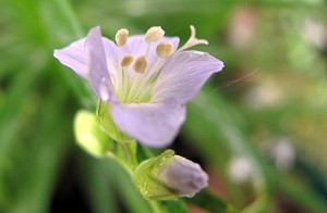 Jacob's ladder ... just so delicate ... won't work for changing a light bulb, though.