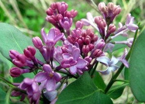 This was the lilac at our old house, which probably no longer survives. It'll take a while before what I'm planting in the backyard will look like this.