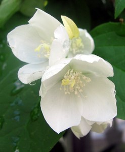 Are you mocking me, mock orange?