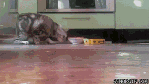 Oh no! I must protect my food from commie interlopers! Image found on GIF gallery.