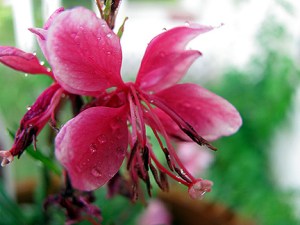 Guara ... such an ugly name for such a pretty flower.