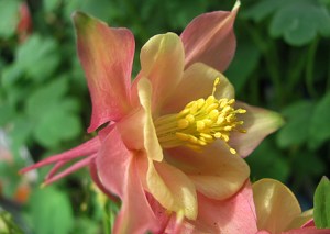 I'm not a girly girl, but this columbine makes me feel girly. It's so pink and purty!