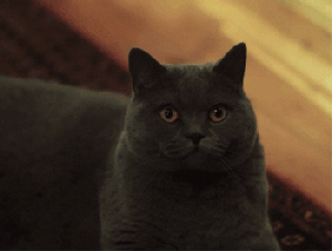 You ... yeah, you I don't trust. GIF found on SeenThis.