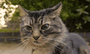 Did you see that? I saw that. Did you see that? Image found on Petcube Google+.