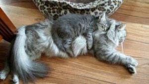 Don't you wake my baby up! Image found on Pinterest.