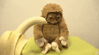 Yes, it's a cat in a monkey suit, eating a banana. You wanna make something of it? GIF found on giphy.