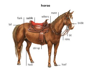 The proper rein, along with other bits of tack. Image found on Oxford Learner's Dictionary.