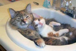 Yes, me mommy bathes me in the sink ... so? Image found on BandofCats.