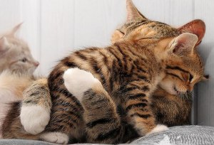 Sometimes you just need a hug from Mama. Image found on LoveThesePics.