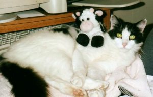 I used to moo at real cows. Now I just moo at the Holstein-patterned one. He smells better ... most of the time.