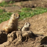 Yeah, Dad, that's the kid that beat me up! Image found on Minnesota Zoo.