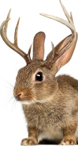 I always wanted a jackalope ... if I ever get one, I'll have Petsmart's handy-dandy guide to help me out. Image found on Petsmart.