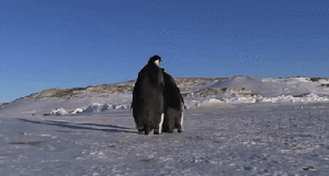 Yeah, just keep walkin' ... pay no attention to your friend's possible injury. GIF found on gifrific.