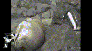 Every night with Luke. I'm just as highway to the other side of the bed. GIF found on funnyordie.