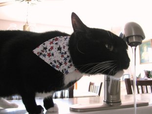 Being patriotic and stuff makes me thirsty. What? Image found on MouseBreath.