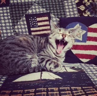 I said I want extra cheese on my burger, dammit! Image found on cattime.