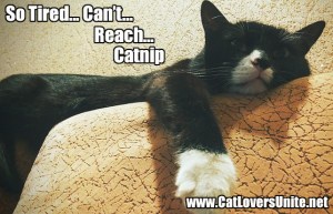 That's OK, baby. Mama will get it for you. Image found on CatLoversUnite.