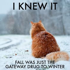 But at least the snow will cover up the leaves that weren't raked. Image found on Pinterest.