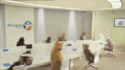 Workin' hard, or hardly ... oh, yeah, I know the answer to that ... Image found on Catster.