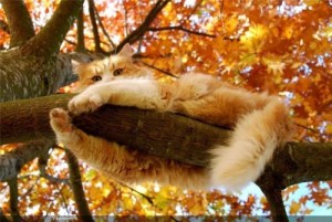 No, I don't know how to get down. Stop laughing and help me! Image found on favim.