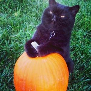 This is the pumpkin I want ... wait, whadya doin' with that knife? Image found on Twitter.