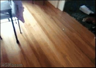 Very funny, people. I am NOT cleaning that up! GIF found on giphy.