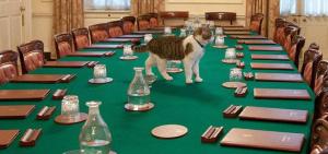 The Cabinet meeting starts in 15 minutes! Where are the catnip mice?? Image found on Modern Cat.