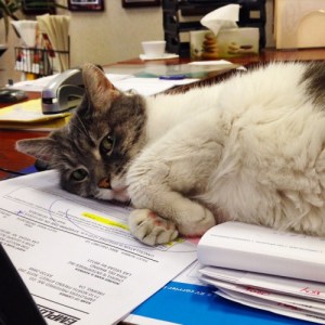 Cutest insurance agent ... EVER. Image found on BuzzFeed.