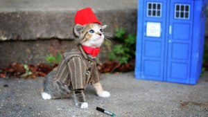 Yeah, I'd prefer the 10th Doctor, but can you image trying to get a long brown coat and sneakers on a cat??? Image found on Pinterest.