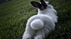 No, it's not cotton; it's real! Image found on Imgur.